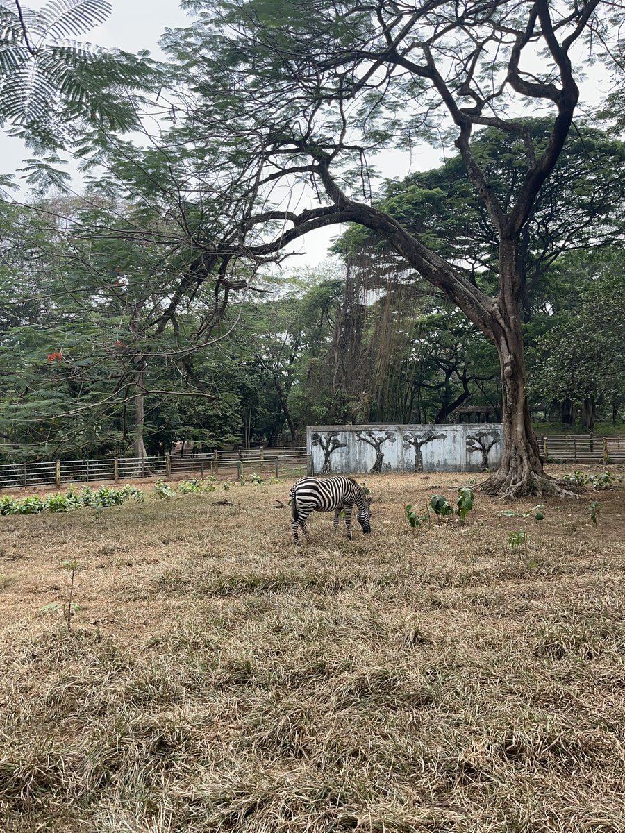 linxxxc_'s tweet photo. Sebenernya kasihan banget sama Zebra di Ragunan cuma sendirian, ditambah tempatnya paling pojok banget😔😔 https://t.co/WNKowTFomq