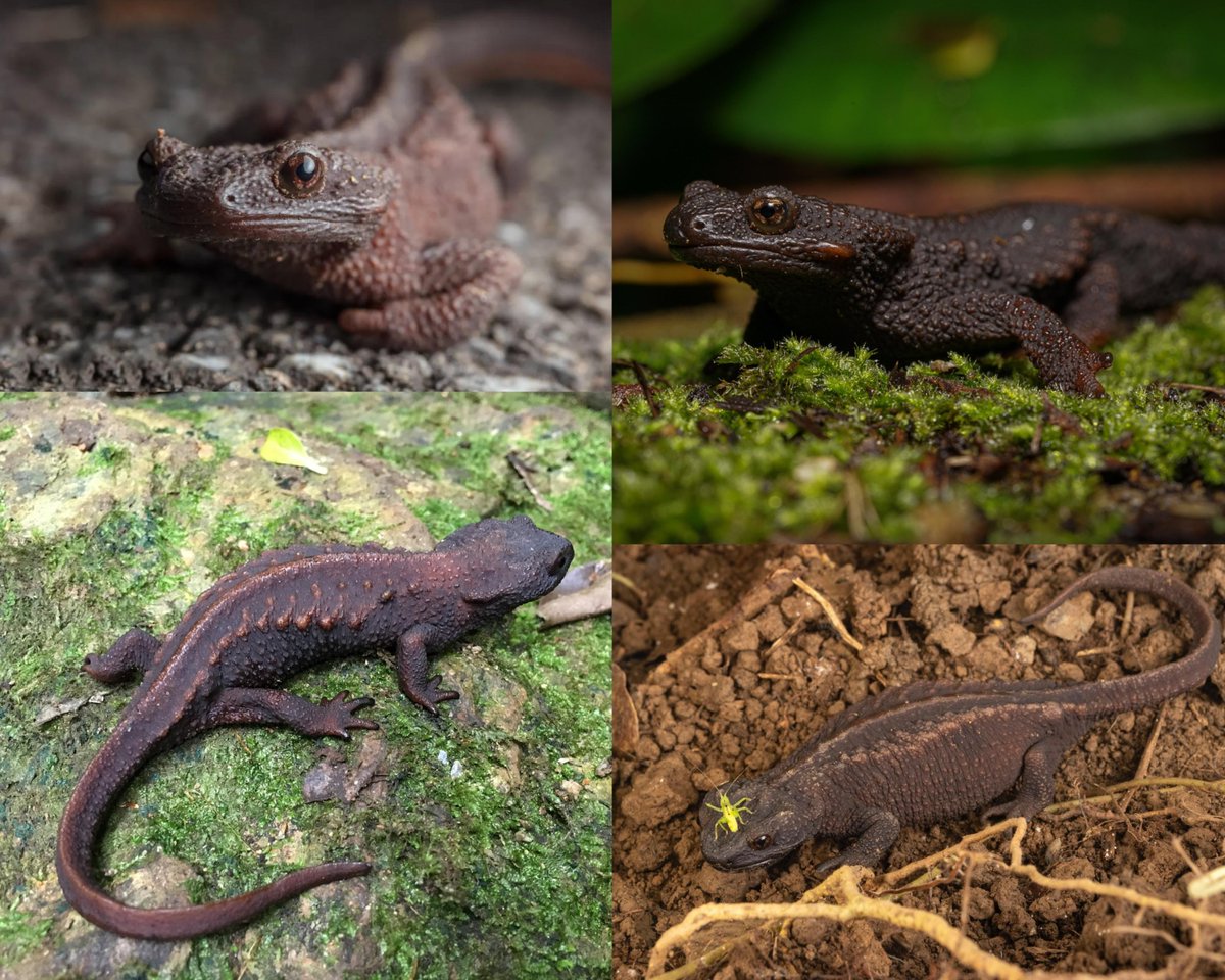 yonata_joel's tweet photo. The ribs of Anderson's crocodile newt jut into the skin along its back, giving it an armoured appearance. When threatened, it adopts an anti-predator posture — it alternately flattens and curls up, throws up its arms and tail, and pierces the sides of its body with its sharp rib https://t.co/SiHC2w0g2j
