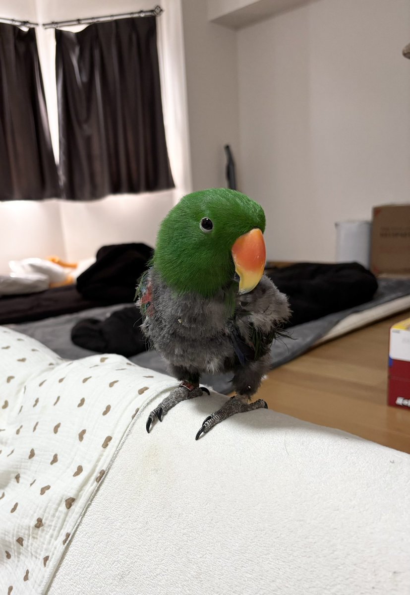 Idea_Lyy's tweet photo. あいりちゃん邸泊めてもらった🫶🏻
ボーちゃんかわいすぎ🦜 https://t.co/cM16U71qTm