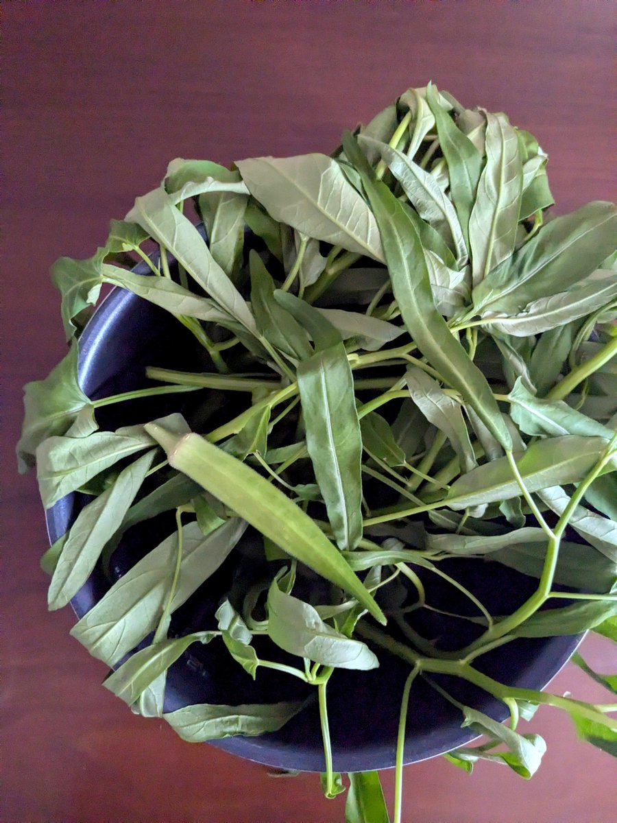minimum_vital's tweet photo. ベランダ産野菜の収穫

オクラ1本
空芯菜6回目

朝収穫してそのままにしてたのでしおれてます🫠
空芯菜は10合炊きの釜に盛り盛りでも炒めると1食分です😋

#無職
#水耕栽培 https://t.co/aIbtqQbYc3
