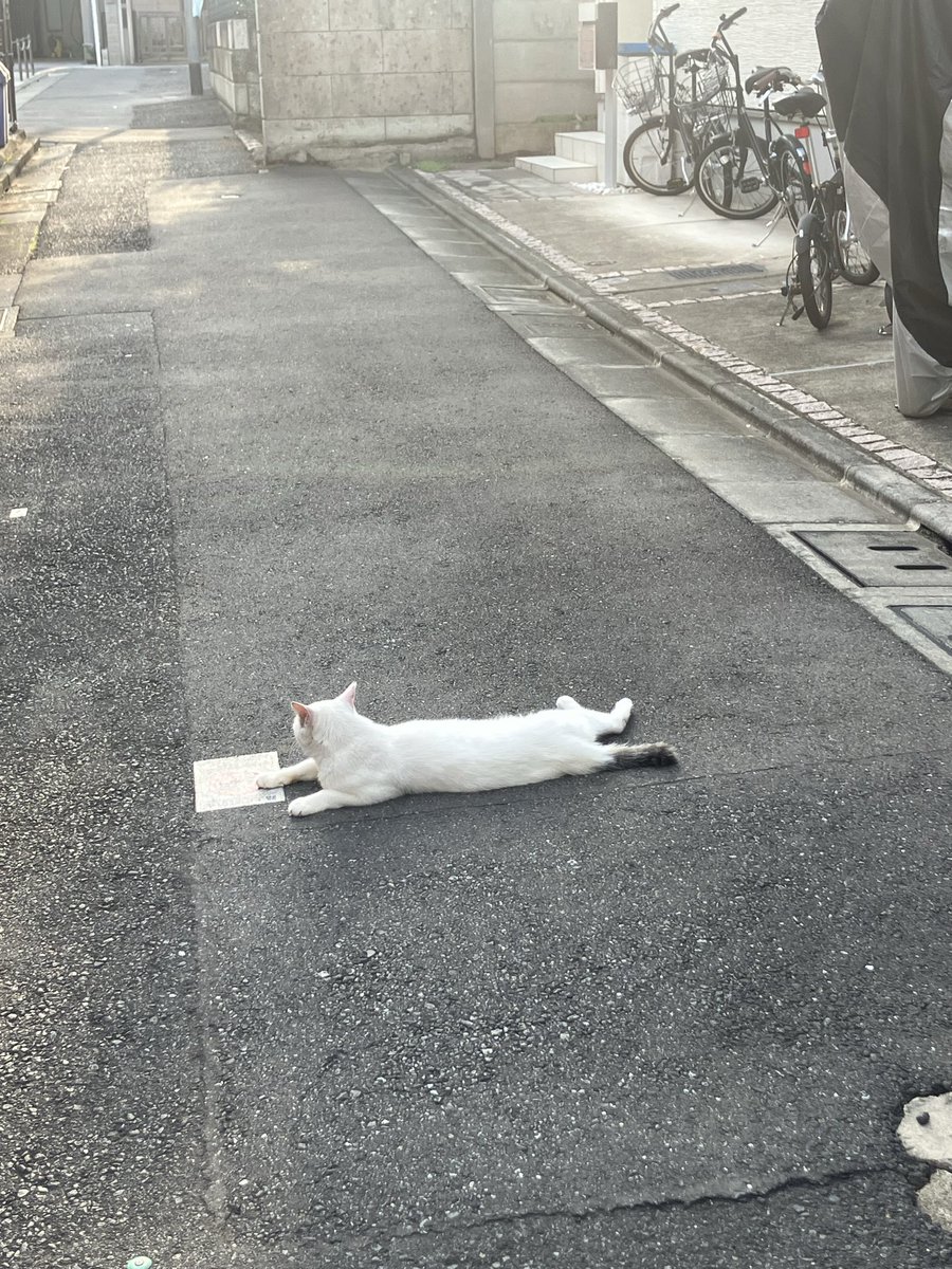Swiiiiing's tweet photo. 夕涼み中お邪魔しました♪ https://t.co/C2h0O0tBx6
