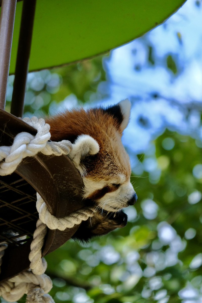 sky_xs_10's tweet photo. 口開けて寝てるの可愛かった

#旭山動物園 https://t.co/gyeS7csmvT