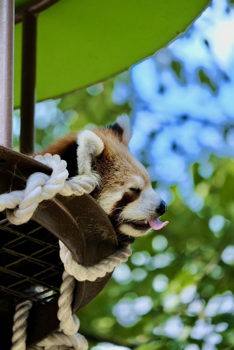 sky_xs_10's tweet photo. 口開けて寝てるの可愛かった

#旭山動物園 https://t.co/gyeS7csmvT