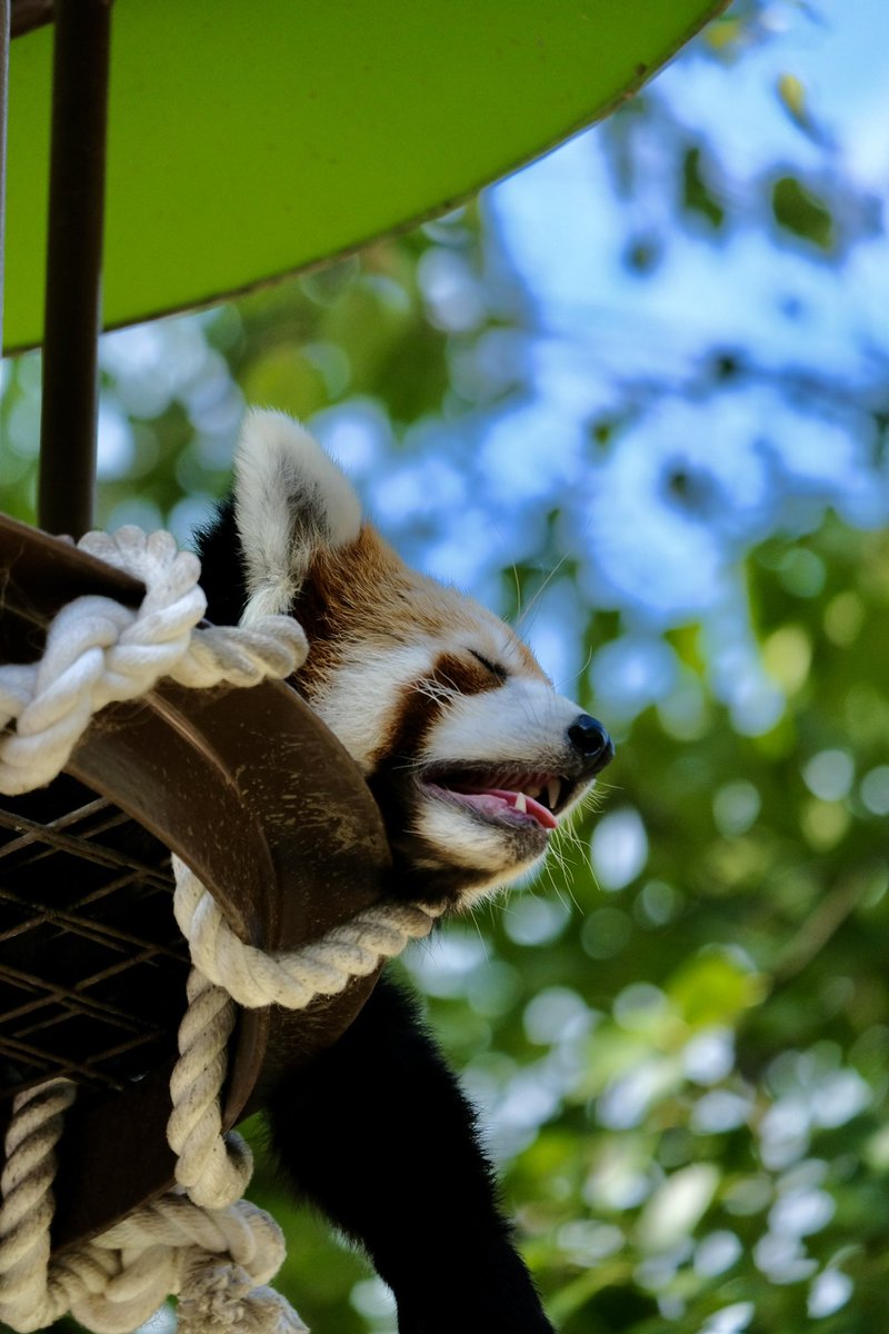 sky_xs_10's tweet photo. 口開けて寝てるの可愛かった

#旭山動物園 https://t.co/gyeS7csmvT