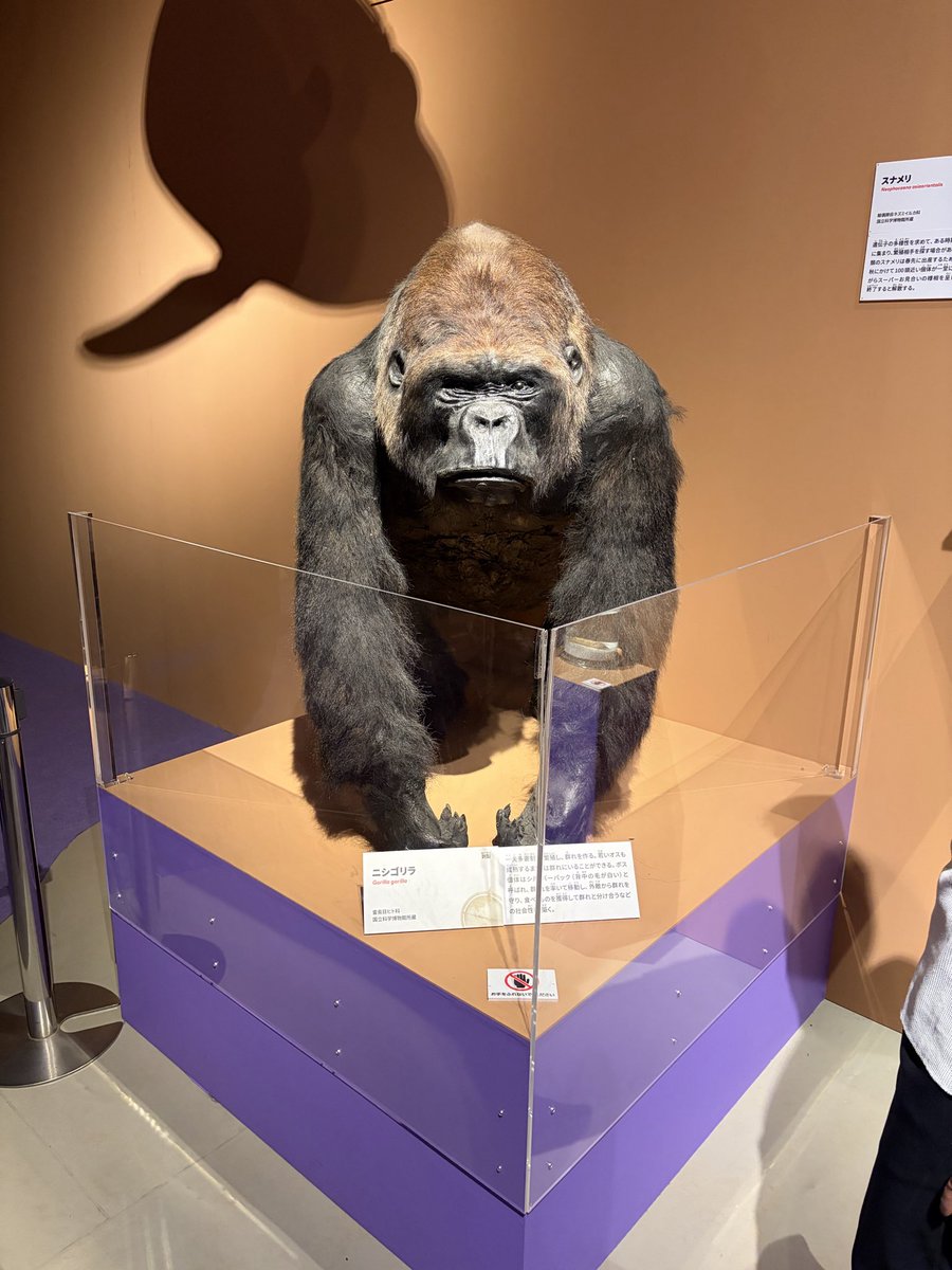 tocopin_app's tweet photo. 本日はこちらです！
たくさんの生き物について、生き残り術や、驚きを学ぶことができるイベントとなります。ダーウィンが来たと国立博物館のコラボイベントですね。
たくさんの種類の生き物の剥製が飾られており、臨場感と、学びが待ってますよ！
#国立博物館 #いきもの超ワールド展 https://t.co/4wiFu7ZyB9
