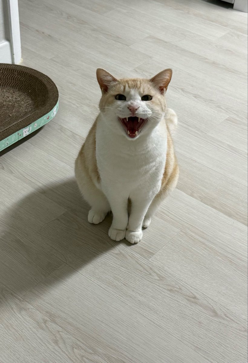 rimbooang's tweet photo. 말 많은 고양이 대결하자 
우선 나부터

(이 수다쟁이 고양이는 말이 너무 많은 나머지 
모든 사진의 99프로는 입을 벌리고 있으며…) https://t.co/rXpdbakFW4