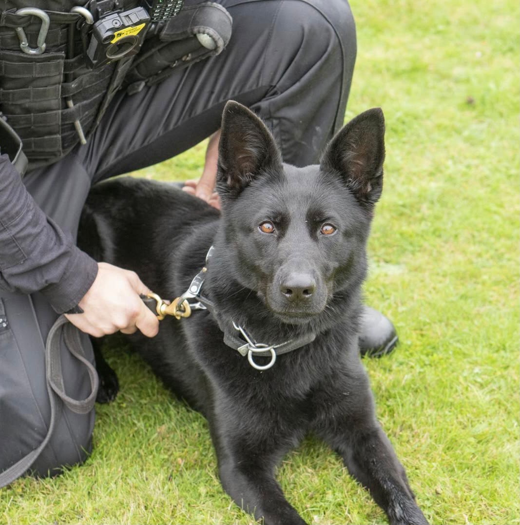 StaffsDogs's tweet photo. PD Maddies chauffeur was on patrol when  a group of masked individuals have made off from them, Maddie swiftly located two of the group trying hide underneath vehicles with discarded balaclavas and tools found nearby by officers, two in custody &amp; enquiries ongoing 🐾 14-23/08/26 https://t.co/IhYtgz8nfy
