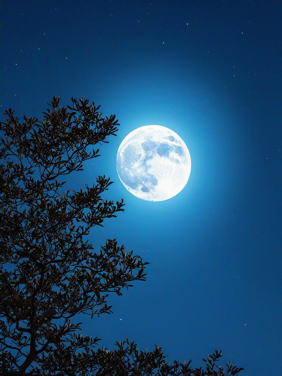 SamanthaAn4j's tweet photo. Nueva experiencia de caminar por un sendero de bosque cubierto de luz de luna, sentir el viento fresco y escuchar el canto de los pájaros nocturnos: una calma que renueva el alma!， https://t.co/z5f9vnaUUq