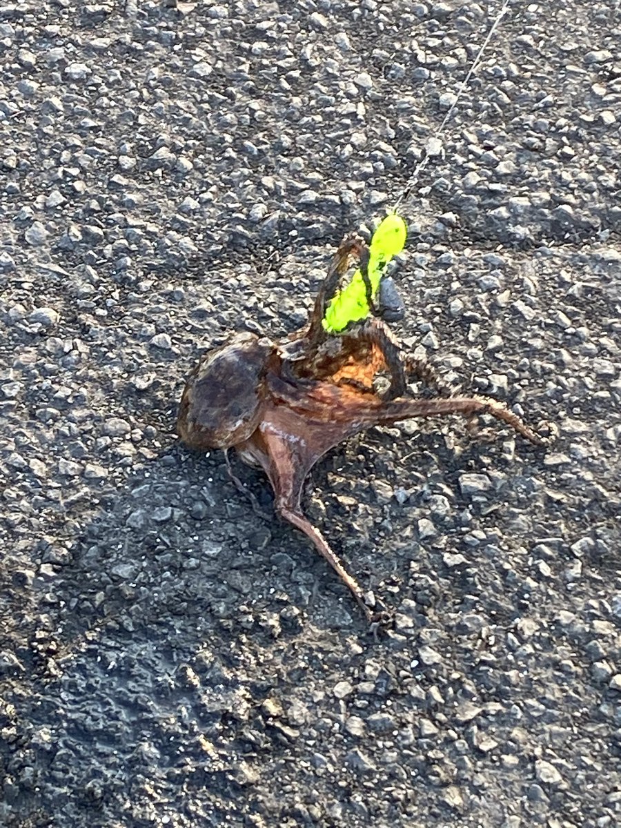 monster_0144's tweet photo. タコ釣れた🐙 https://t.co/5cgqn90Lk3