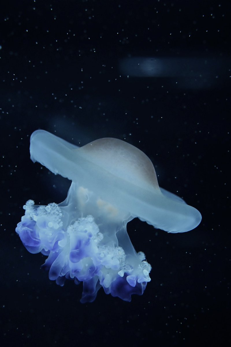 seichan2322's tweet photo. 『暗闇に、青だけが生きていた。』/クラゲ🪼
#すみだ水族館 https://t.co/K0QbmiTRnW
