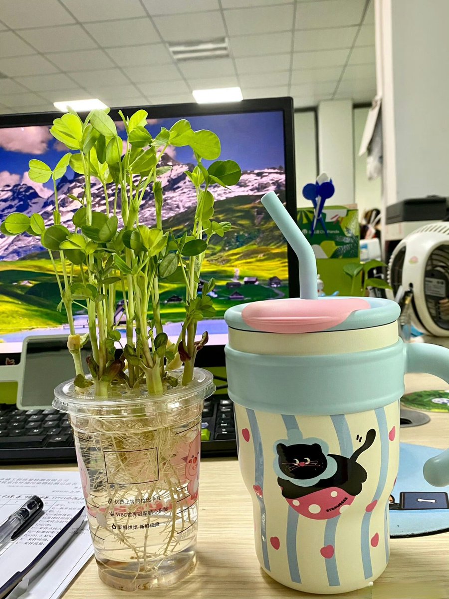 SarahYorkos's tweet photo. Tu espacio de trabajo ideal: ordenado, con tu café favorito y una planta pequea que te alegra el día ， https://t.co/vpKVHMHHH4