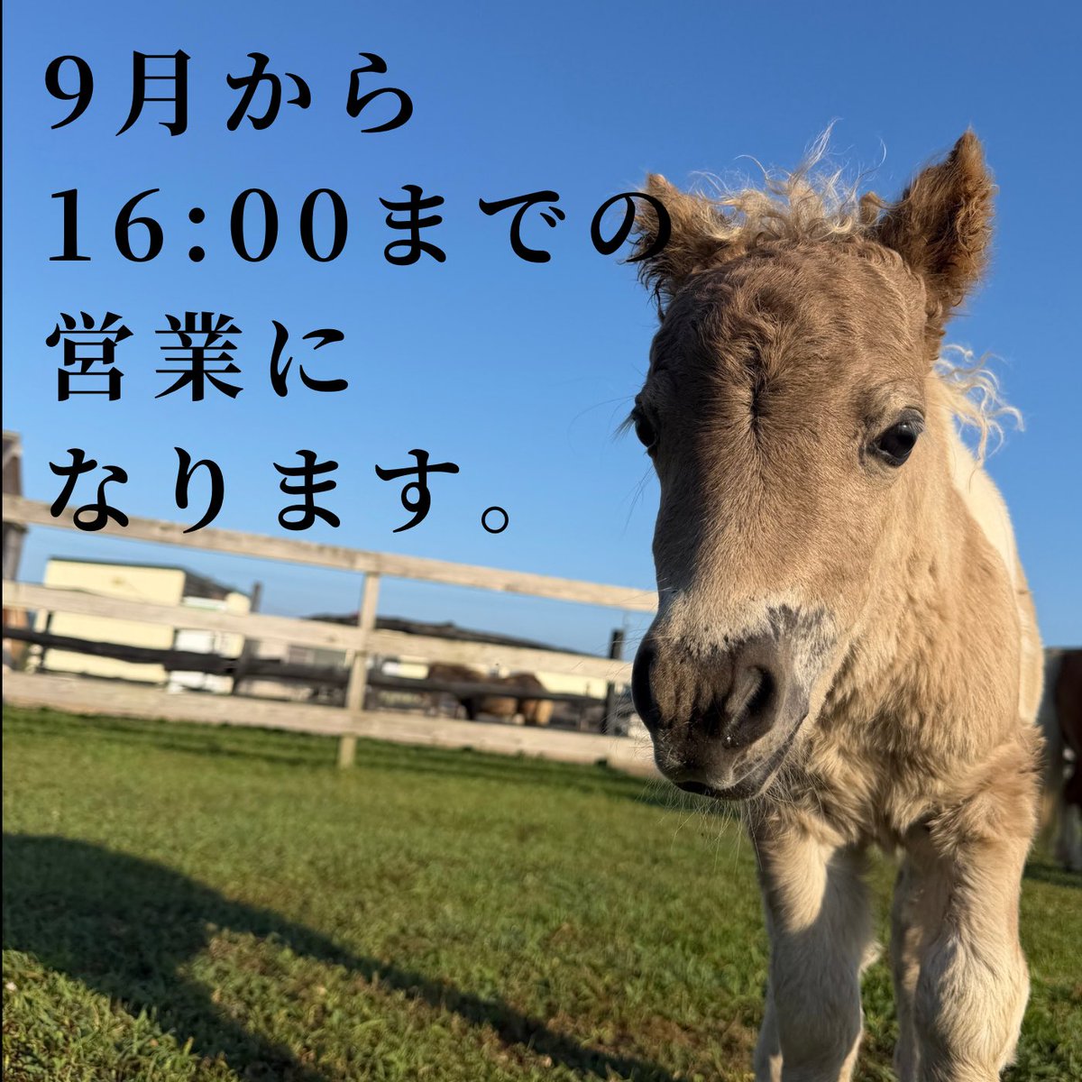 MiniHorseMKMK's tweet photo. 来月から営業時間が変わります⏰
よろしくお願いいたします☺️

https://t.co/0RfbBWXEA9
YouTubeもよろしくね〜🤩

#ミニチュアホース
#馬
#ポニー
#おひさま牧場
#お知らせ https://t.co/4RJ1G66ywD