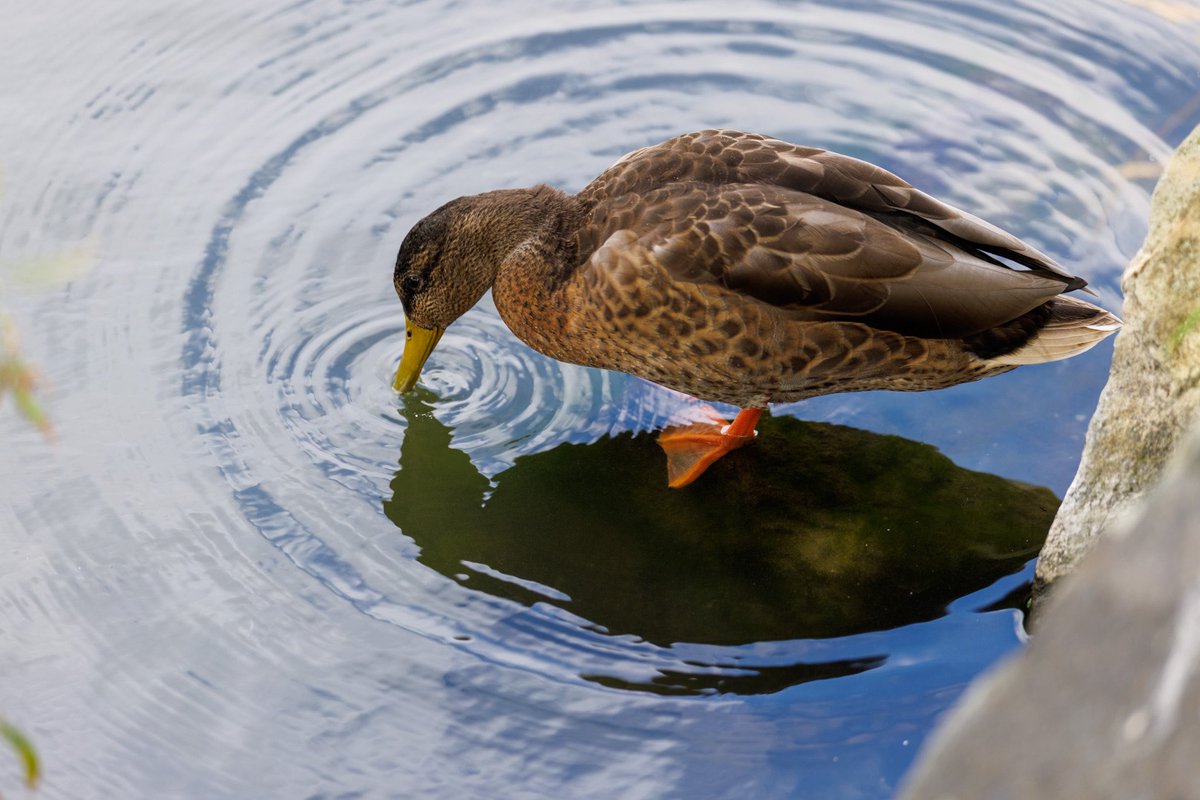 tomo_mo087's tweet photo. 森の静寂と、小さな息づかい。

1・2枚目：RF100-500mm F4.5-7.1 L IS USM
3・4枚目：RF70-200mm F2.8 L IS USM Z

#Gemini賢い
#にちようび https://t.co/3Q9jdHH9yY
