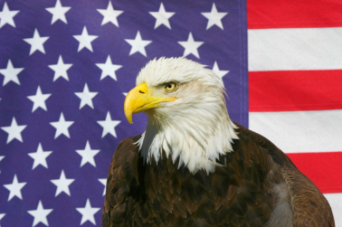 farheen_anum's tweet photo. Patriot engagement boost! 
🇺🇸 Retweet, like, and hit follow!
@SteelyBluesl27 
@TheStraySaint
@robedstuddard
@bluecollartoad
@Doris_ch_ris
@xoxomrslucky
@TStingtammy
@wake_up_MAGA
@KWTampaBay
@DrJconn https://t.co/8E0PgaKuN7