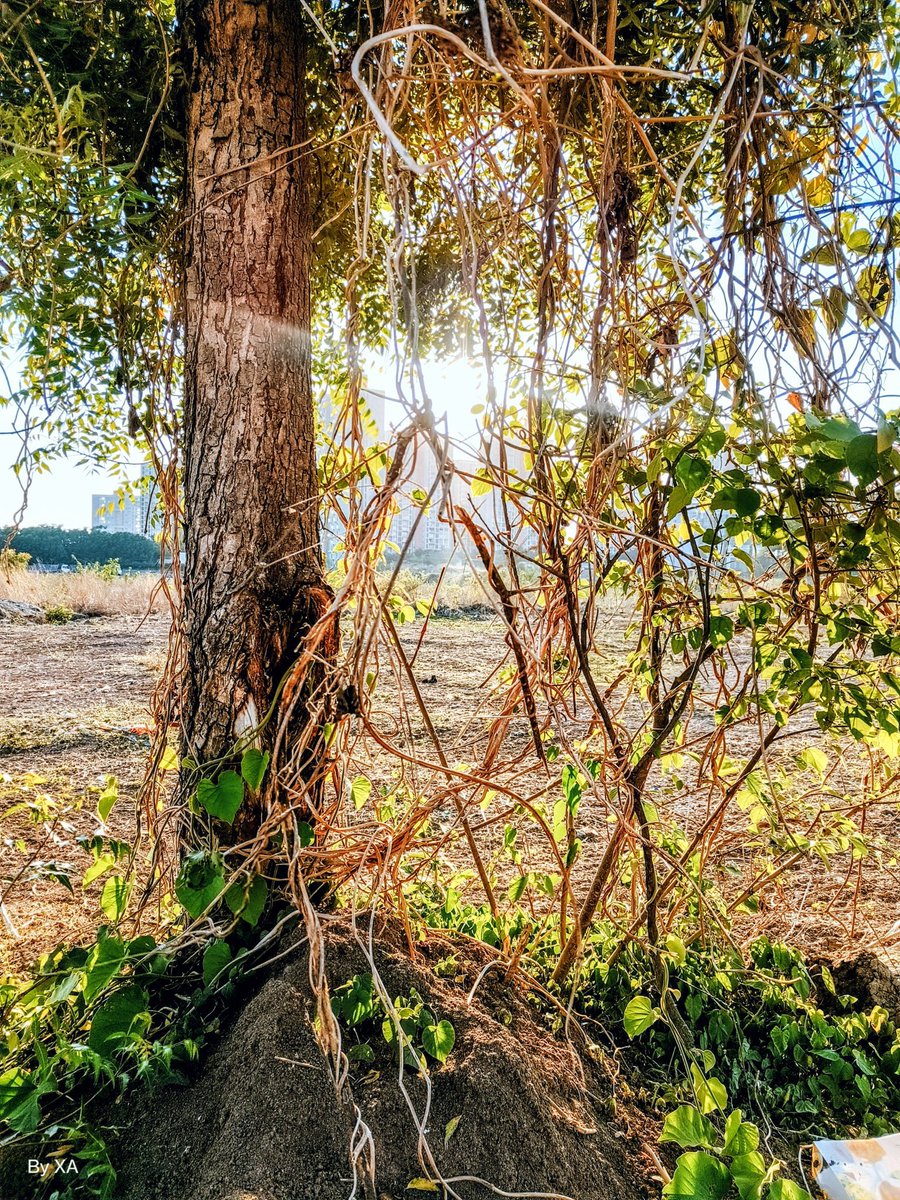 swordsnhammer's tweet photo. Stood as the anchor lone on the ground, got wrapped in  spaghetti showing 💚 💚, &amp; now I'm trapped between one says TAM &amp; another 👠 Twist. my 🧠 is #twisted they have called 🔥 🐜 🐜 
#TheLoneTree 
#PMJWeeklyChallenge 
Let's see it's your chance 😀 https://t.co/0l5zHxBs9F