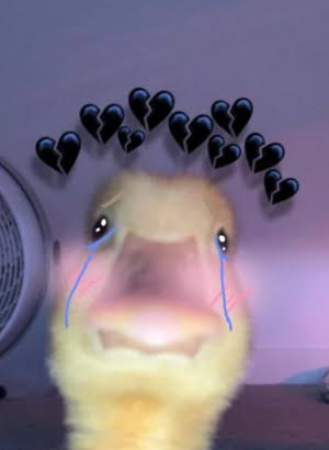 LeChefMango's tweet photo. I lost my wife today, I don't know how I will ever recover. My last words to her was "oh my god its boobs" https://t.co/oY2XCKckgH