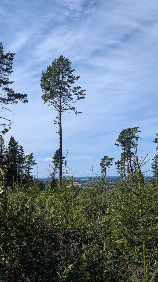 __M___A___X__'s tweet photo. #sundayrunday
Fick bli korta slingan upp på skogen om 6k för att få lite mer höjdmeter in på kontot.
⛰️🏃🏼♂️
#garmin #altrarunning #stayoutthere https://t.co/3AXNCLARpJ