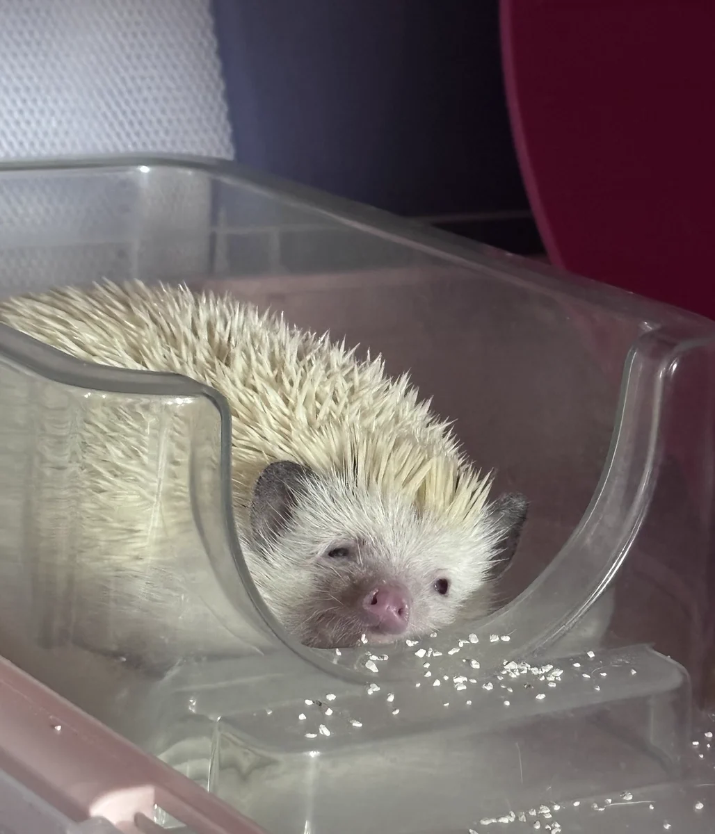 ハリネズミ 12/8まで ハリネズミ 12/8まで ヨツユビハリネズミ | 動物