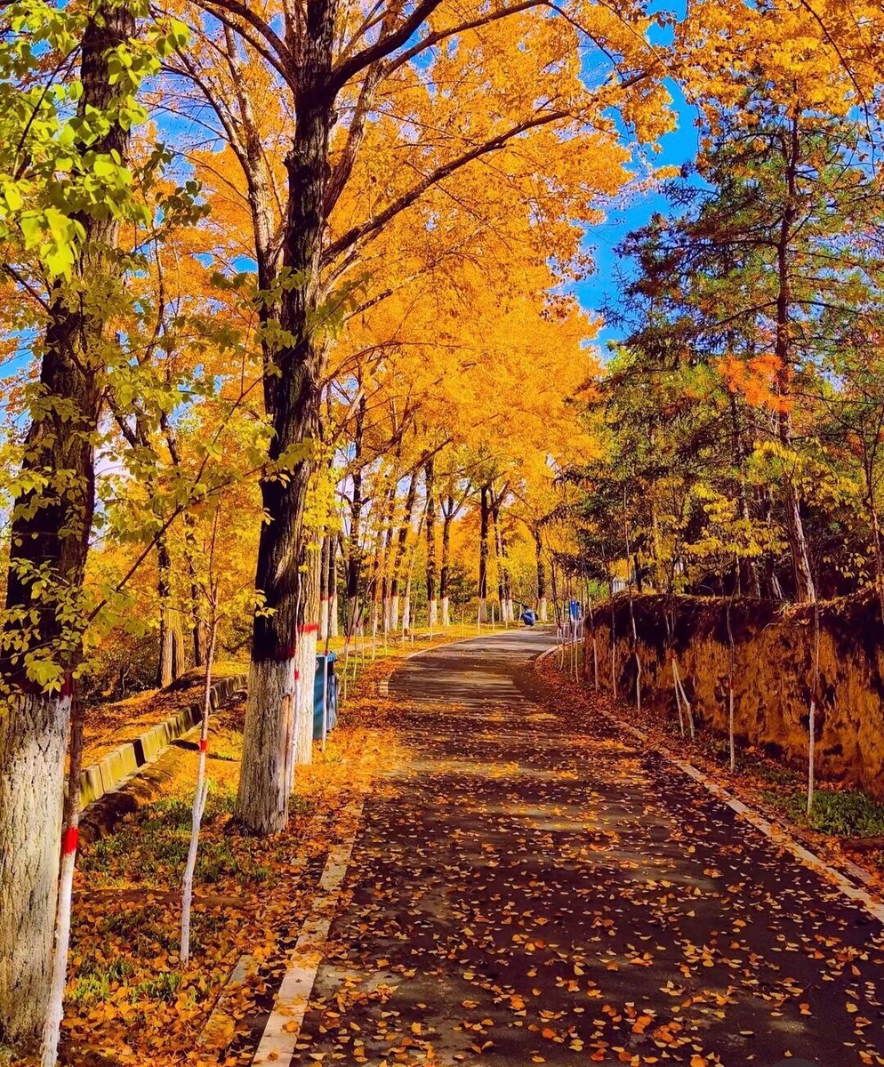 AndiniNurita's tweet photo. The first cool breeze of autumn is here—time for cozy sweaters, hot coffee, and crunching golden leaves , https://t.co/0MGK3QkzCA