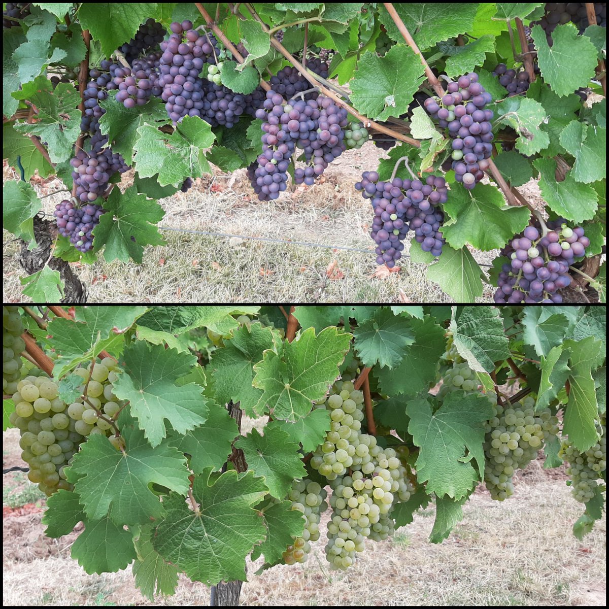 MK06874101's tweet photo. I went for a walk through the vineyards. The grapes look good, despite the extreme heat this summer. https://t.co/apGitapLhq