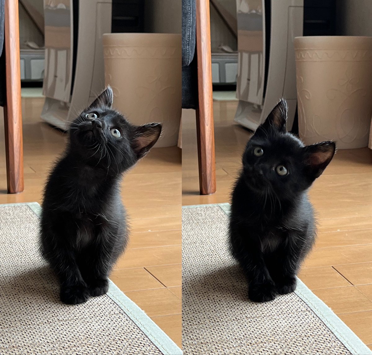 uni_kuroneko's tweet photo. 4年前の今日。パヤパヤ。

#黒猫 https://t.co/WJJ4ZbqvLw
