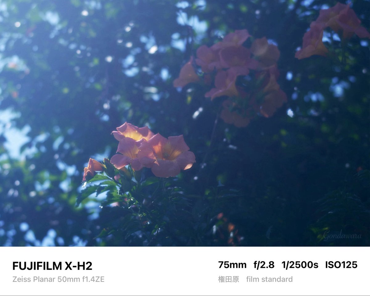 loqg78's tweet photo. 今、カメラ機材で欲しいモノってポータブルSSDだわ😇嗚呼、高い…

#fujifilm_xseries #XH2 #Zeiss #Planar50ZE https://t.co/zj6lSyiZuo