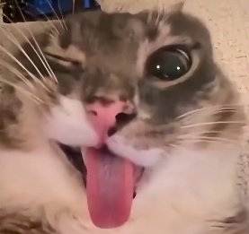Amelia_Scratch's tweet photo. @Blanklikemyhead @ceciiii07 https://t.co/KbiejnDKHy