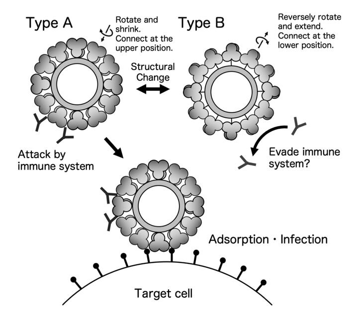 TalesFromKenya's tweet photo. 1/6
Norovirus: the world's #1 cause of acute gastroenteritis. Not flu-related despite the nickname — it's a highly contagious RNA virus. Spreads via the faecal-oral route: contaminated food, water, surfaces, or contact with an infected person. Sudden vomiting + diarrhea, 1-3 days https://t.co/Sq6M2aQyQP