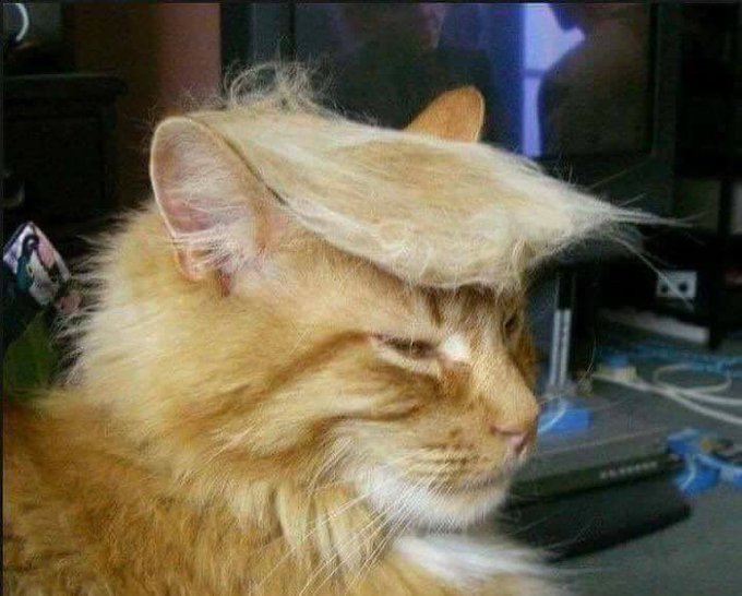 TrumpcatByHood's tweet photo. #TrumpCat

0x26d8740b0486c214eb48f3ae6a271baceabb68e5 https://t.co/CS2U40gIpE