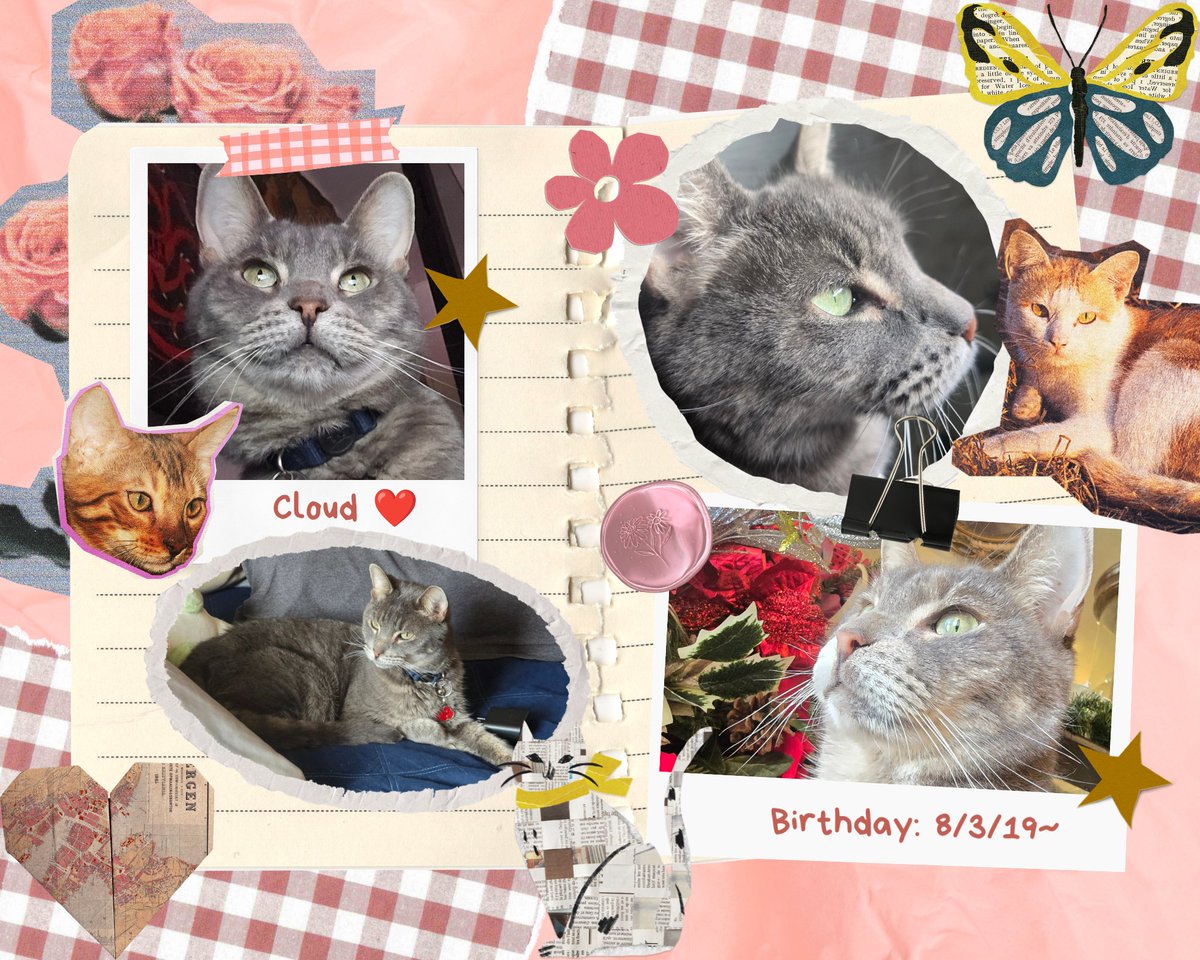 ItzChanChanx's tweet photo. @Catsworldtweet My kit kats <3 https://t.co/1RCWO2tnwe