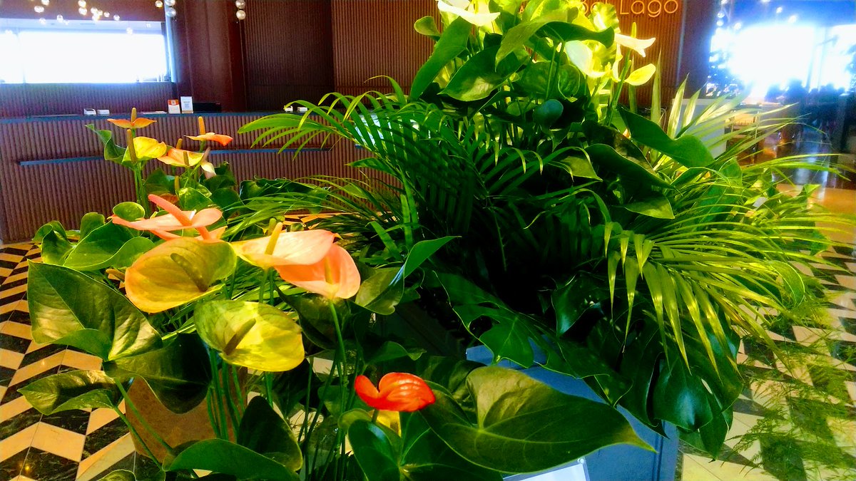 tanbaba44do's tweet photo. びわ湖大津、週に一度は大津港②の②、一枚目乗船ゲートにはさよならララのキャラクターのタペストリー乗船前には声優さんの声も流れる、2枚目今日は沖にヨットが沢山でている、3枚目びわ湖ホテルロビーのアンスリウムのフラワーアレンジ、4枚目ホテル土産物店に描かれているｲﾗｽﾄﾚｰﾀｰさん作品 https://t.co/BKi7klwlK1