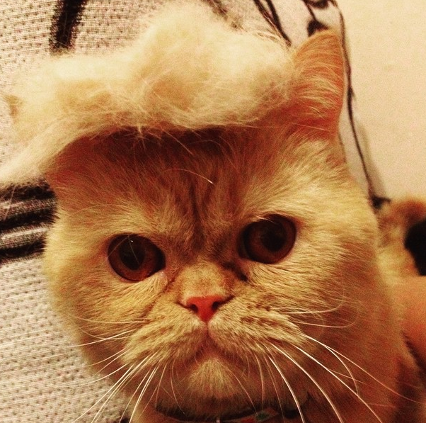 TrumpcatByHood's tweet photo. #TrumpCat 0x26d8740b0486c214eb48f3ae6a271baceabb68e5 https://t.co/Fl3csec6yQ