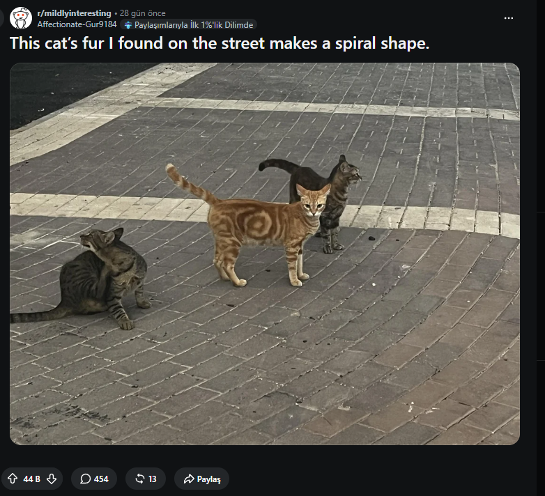 iokio_baba's tweet photo. This is real Sol Cat  

That pattern on its fur isn't just a random shape it’s the Golden Ratio. The Fibonacci spiral coded directly by nature itself.

Biology + Fibonacci + @solana symbol.

This isn't just a meme. It's pure mathematical lore. https://t.co/jjoHz4khnl