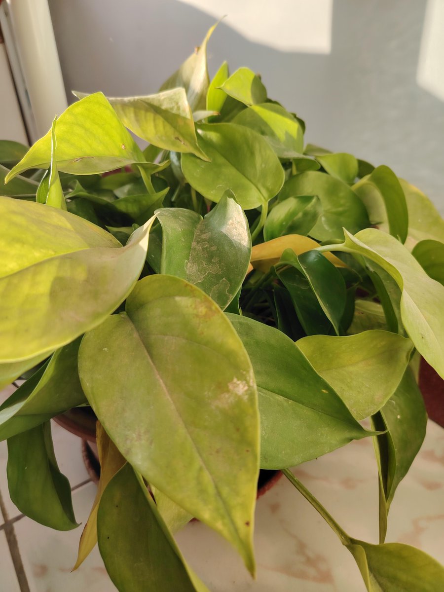 q062cdozspVgCZu's tweet photo. Quick tip for your pothos! Rotate it weekly for even growth u0026 wipe leaves with a damp cloth to keep them shiny—perfect for brightening up small spaces. ， https://t.co/2wHA589sJR