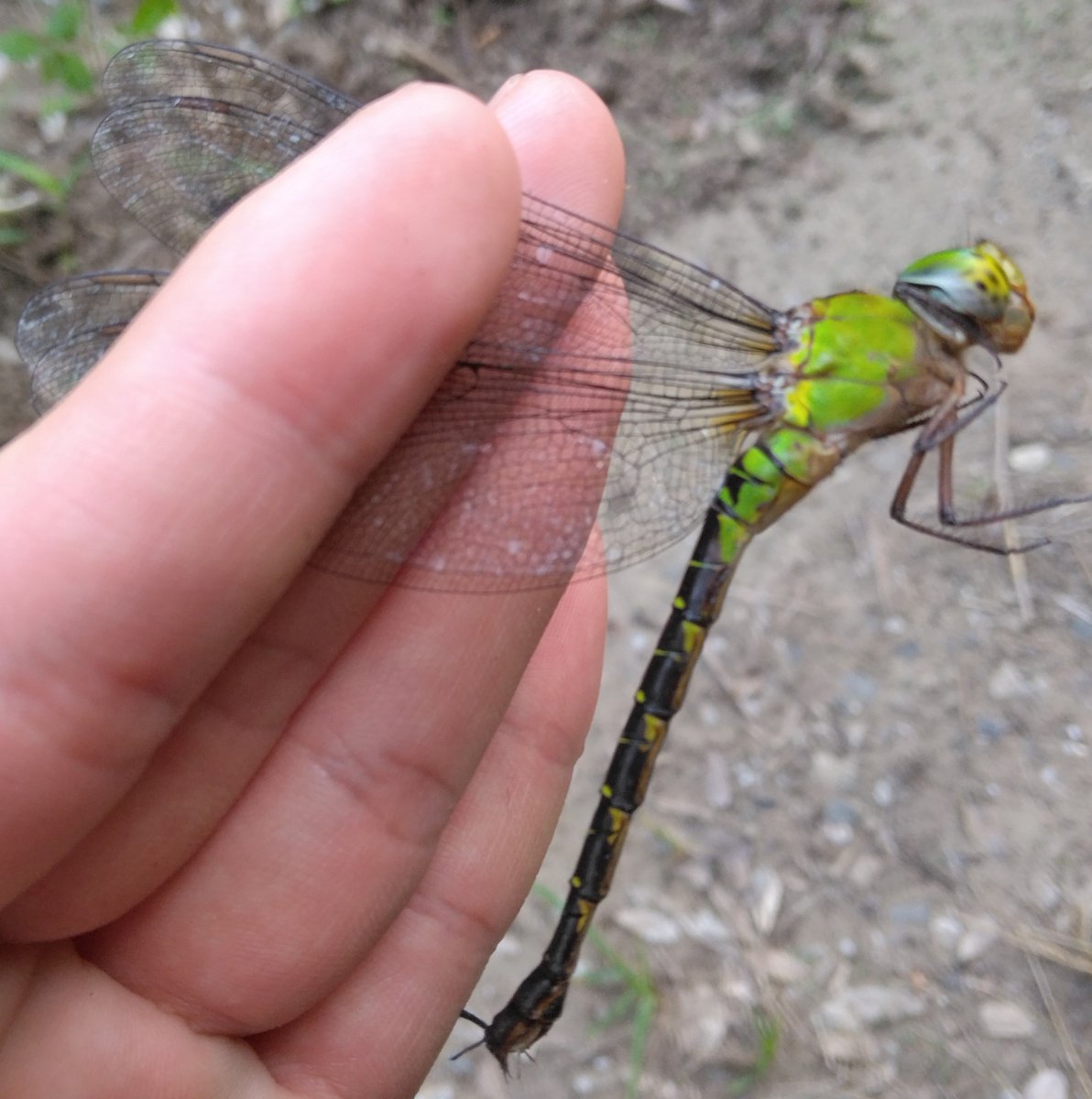 os0202dragonfly's tweet photo. 今日はカトリと戯れたくて県北部の多産地へ

17:30ごろからかなりの数が産卵に来てて、産卵場所から溢れて脇道に産卵してるのもいた

黄昏は多くの雌と雄を採集できて、2回もダブルネットインした😮

ヤゴもまだいてびっくり
こういう子が遅くに羽化して11月まで生きてるんだろうな

（🌤️ 30℃） https://t.co/65ha9oJs82