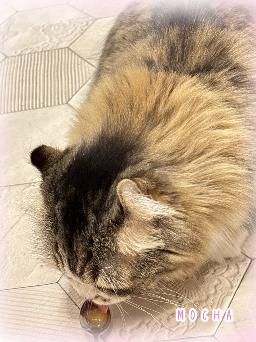 DISNEYUKImickey's tweet photo. にゃんこカフェで癒される🐱
#猫カフェ https://t.co/FR4SDyUZAs
