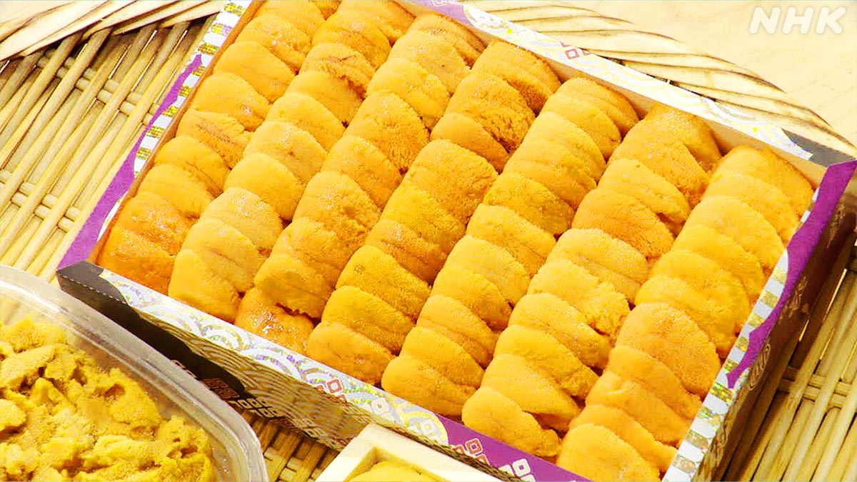 nhk_darwin's tweet photo. ／
#ダーウィンが来た！
間もなく始まります！
＼

日本が消費量世界一のウニ🍣
食材としては有名ですが、
生きものとしての姿は謎だらけ🤔

防御や移動、穴掘りなど、
トゲをフル活用した🦔
超ユニークな暮らしぶりをお届けしますよー！✨ https://t.co/J00EZANFF9