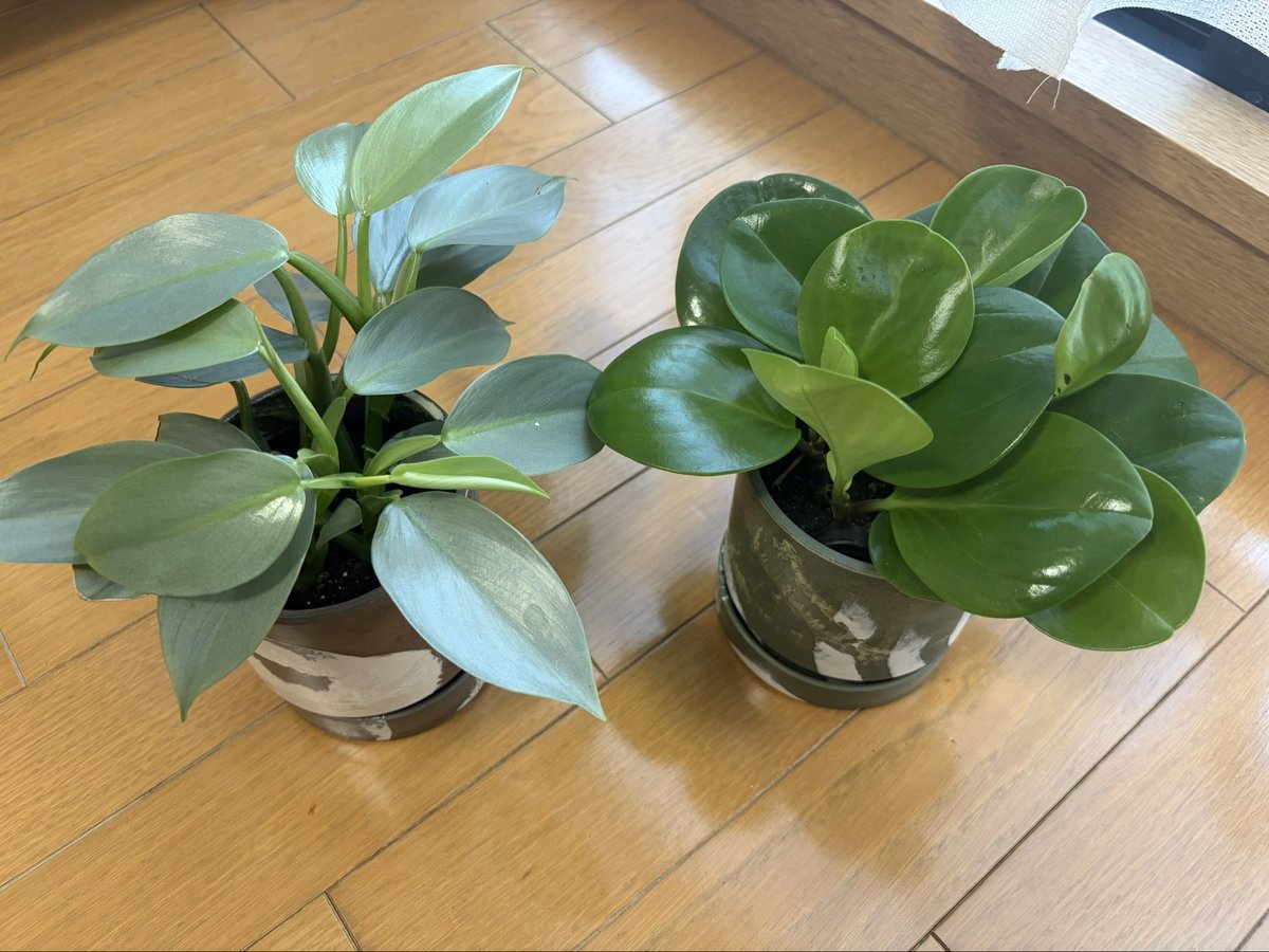 Mah0ooon's tweet photo. 我が家にお連れしました🌿.∘ https://t.co/X1puu9ptH8