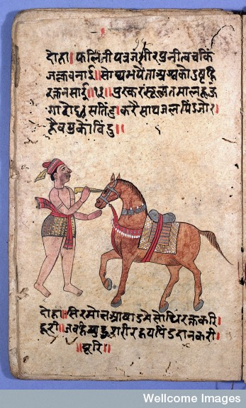 Fintech03's tweet photo. Ask anyone to name a doctor from ancient India, and you will mostly get Suśruta / Caraka, men who treated people. 

Almost nobody will say the name of the man widely regarded as the 1st veterinarian in recorded human history. Not the 1st Indian veterinarian. The 1st one, anywhere, that we have a name and a body of written work for.

Somewhere around the 3rd century BCE (though some traditional / secondary sources push it much earlier, e.g., ~2350 BCE), in a town called Śrāvastī, what is now Uttar Pradesh, a physician named Śālihotra wrote something the world had not seen before: a purpose-built, systematic medical text, not for people, but exclusively for horses. 

It is called the Śālihotra Saṃhitā, and it is not a slim pamphlet. It runs to ~12,000 verses, organized into 8 sections covering equine anatomy, surgery, disease diagnosis, and treatment.

Some of what is in it is genuinely startling for its age. 

Śālihotra describes how to judge a horse's age by examining the specific wear pattern and structure of its teeth, a technique still used by working vets and horse-traders today, arrived at independently, with no microscope, no comparative anatomy department, just careful, repeated observation across presumably 100s of animals. 

He covers surgical procedures, prognosis by symptom, and in a detail that feels startlingly modern guidance on which physical traits in a horse are auspicious Vs concerning before a buyer commits to a purchase. 

It reads, in places, like a cross between a surgical manual and a buyer's inspection checklist....

The text did not stay local. It was translated into Persian, Arabic, and Tibetan, carried along trade and scholarly routes the same way Indian mathematics and medicine moved west. 

And it left something behind that almost nobody realizes is still sitting in plain sight: in Marathi and Urdu, to this day, the word for a horse-doctor or veterinary surgeon is "salotri", a direct linguistic descendant of Śālihotra's own name. 

Somewhere, right now, someone in Indian sub-continent might refer to calling "the salotri" for a sick horse, using a word that has been quietly carrying one physician's name for over few 1000 years, with almost no one aware of where it came from.