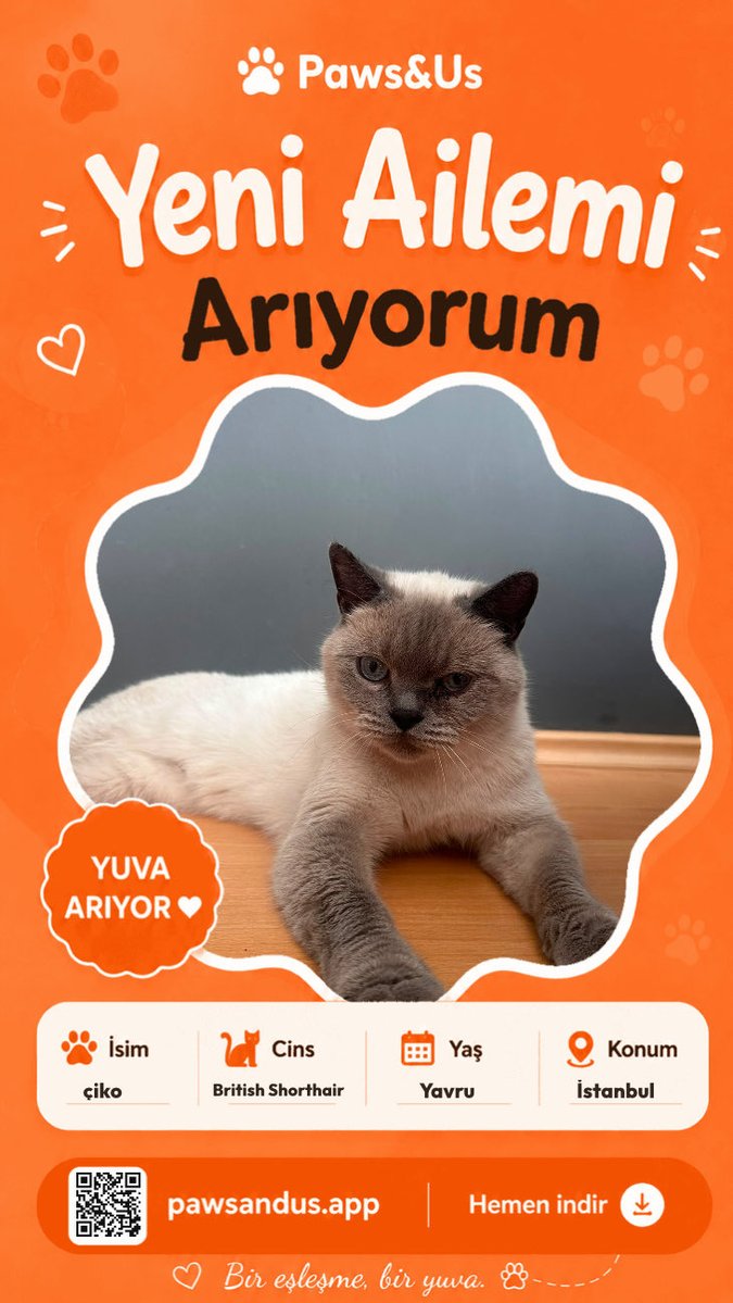 cattingwoman's tweet photo. çiko sıcak bir yuva arıyor! Paws&amp;Us'da ilanına göz at: https://t.co/Dr4zBGVj3X https://t.co/EKccXlbhV6