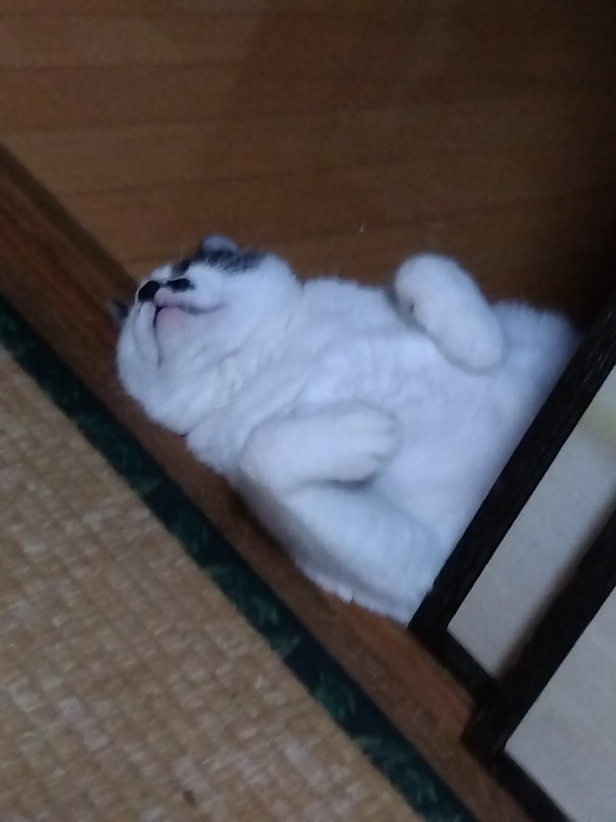 MIRROR_'s tweet photo. クーラーが苦手なぬこ殿は風が通る場所で寝てる…のですが、動線上は危険！ https://t.co/p9HuM8dmzx