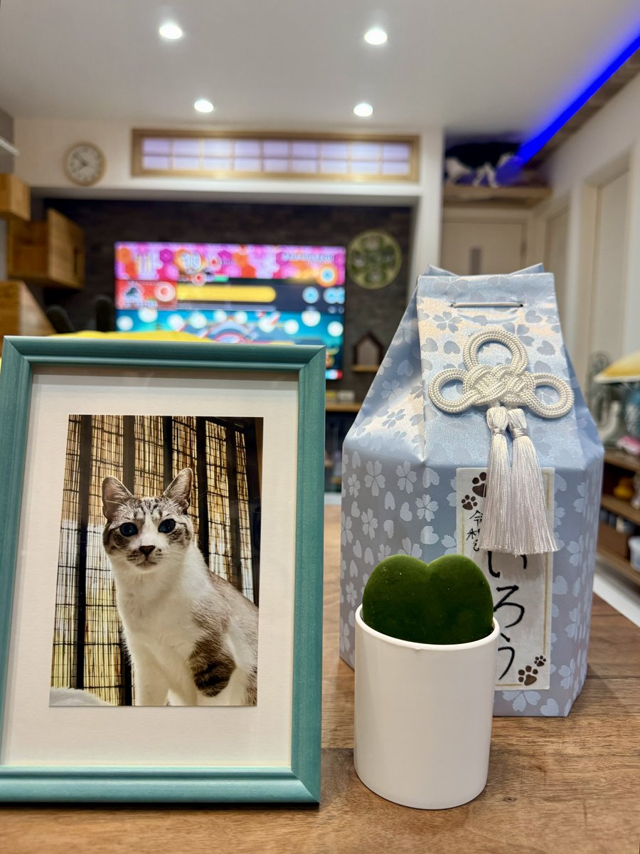 omochi_nam01's tweet photo. ういちゃんの写真は、キミがｷﾘｯとしている、私が大好きな写真にしたよ！！ キミは本当に優しくて、ムニムニで、可愛くて、女の人が大好きで、本当にみんなに愛されてきた。 これからもずっと大好きだし、語り継いでいく！！ 早く着替えて戻っておいで！！！ すぐ見つけてまた家族にするからな！！！ https://t.co/e708jvwOal