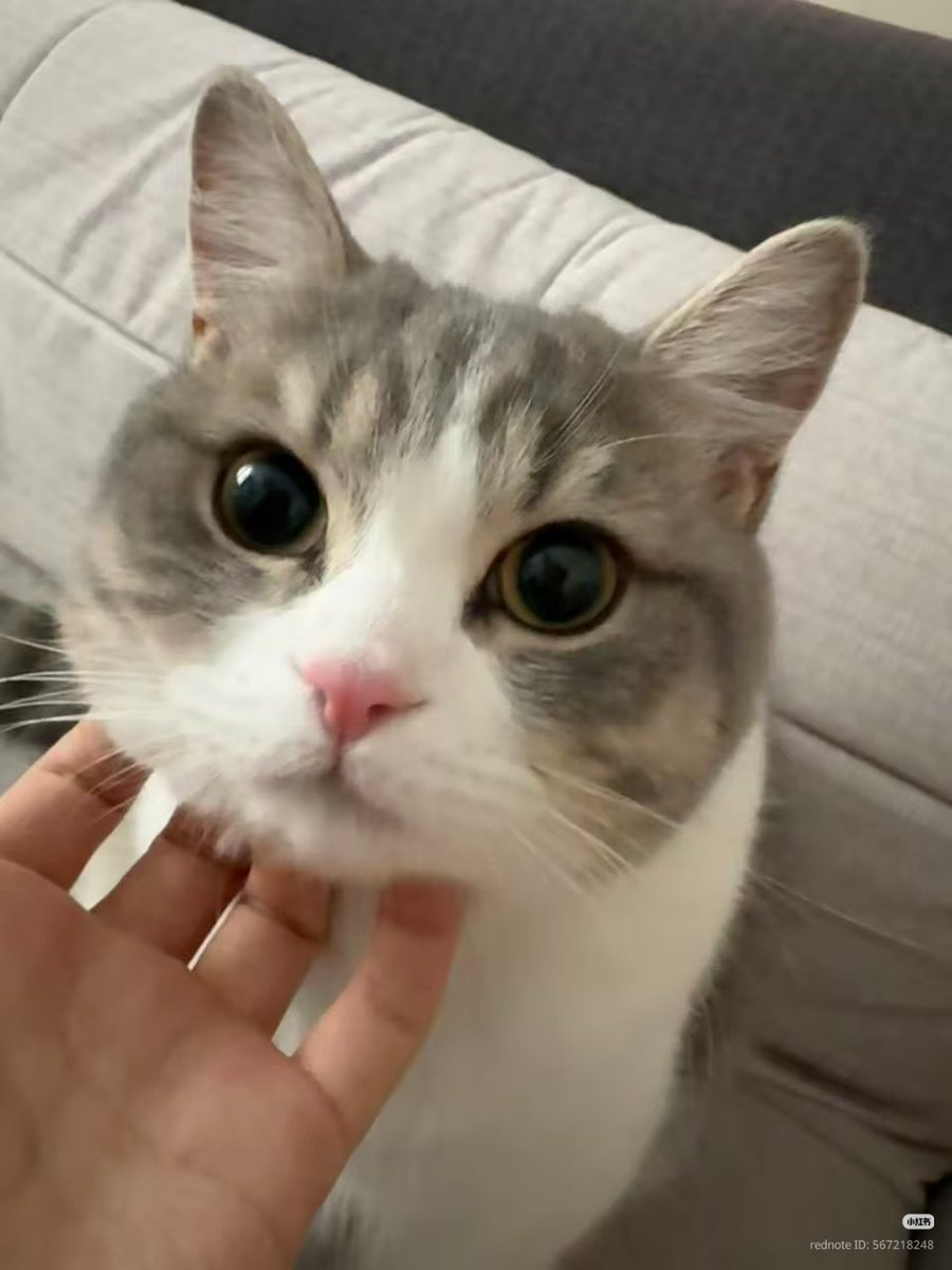 nocontextscats tweet picture