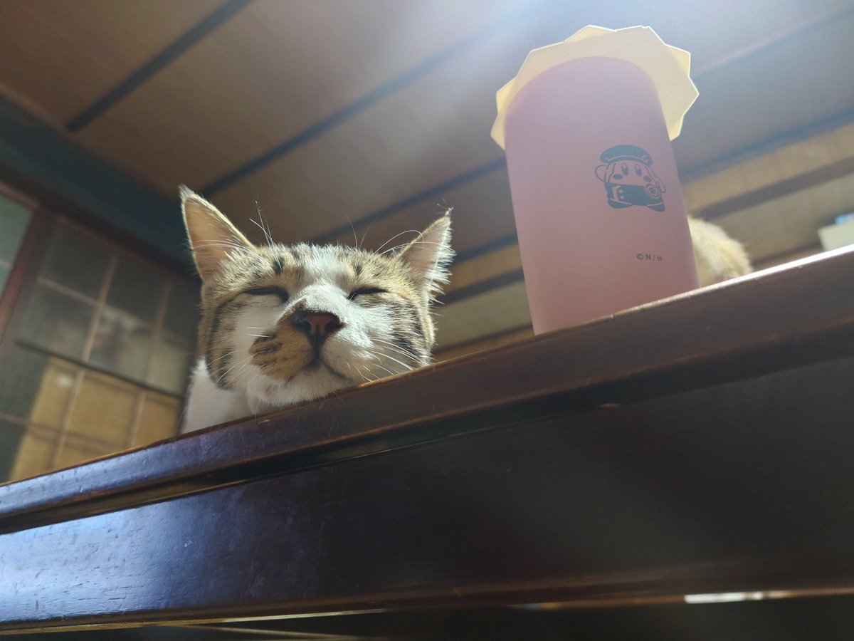axelay13's tweet photo. もにゅちゅーん😸 https://t.co/LhyGCJh7iD