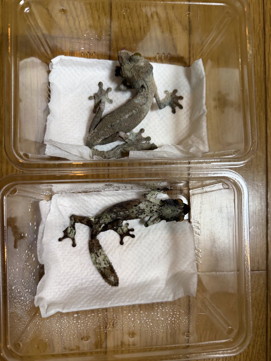 uk1814uk's tweet photo. アクバスで、ORYZAさんの設営をお手伝いしました！
で、ずっと姐さんが気になっていた、サメイヘラヤモリを1prをお迎えしました。
#ゆうちゃんnews
#oryza
#サメイヘラヤモリ
#音楽と爬虫類に囲まれるのは最高 https://t.co/sGtiM4yVhs
