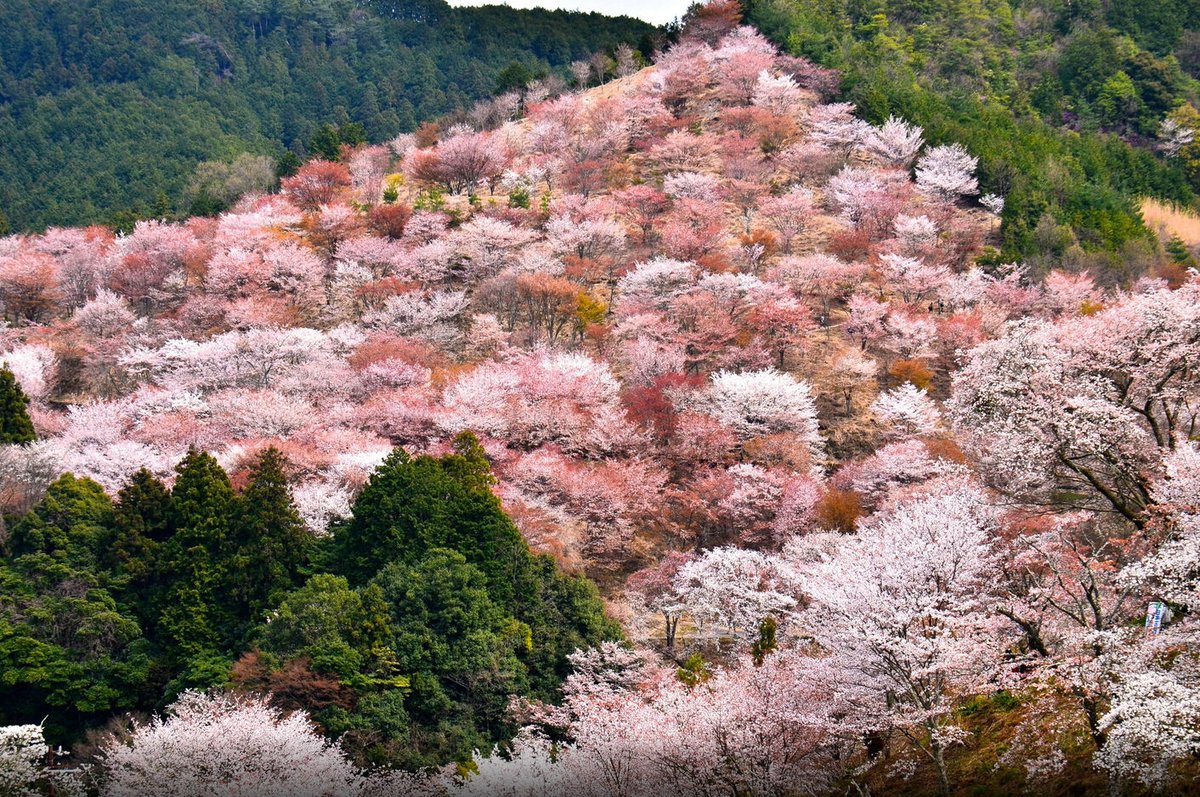 tntrainday's tweet photo. Just spent 3 hours hiking up a hidden mountain trail in Kyoto, and the cherry blossoms there are way more magical than the crowded spots in the city center  Small wins = the best travel vibes. https://t.co/wnYK9gM66b