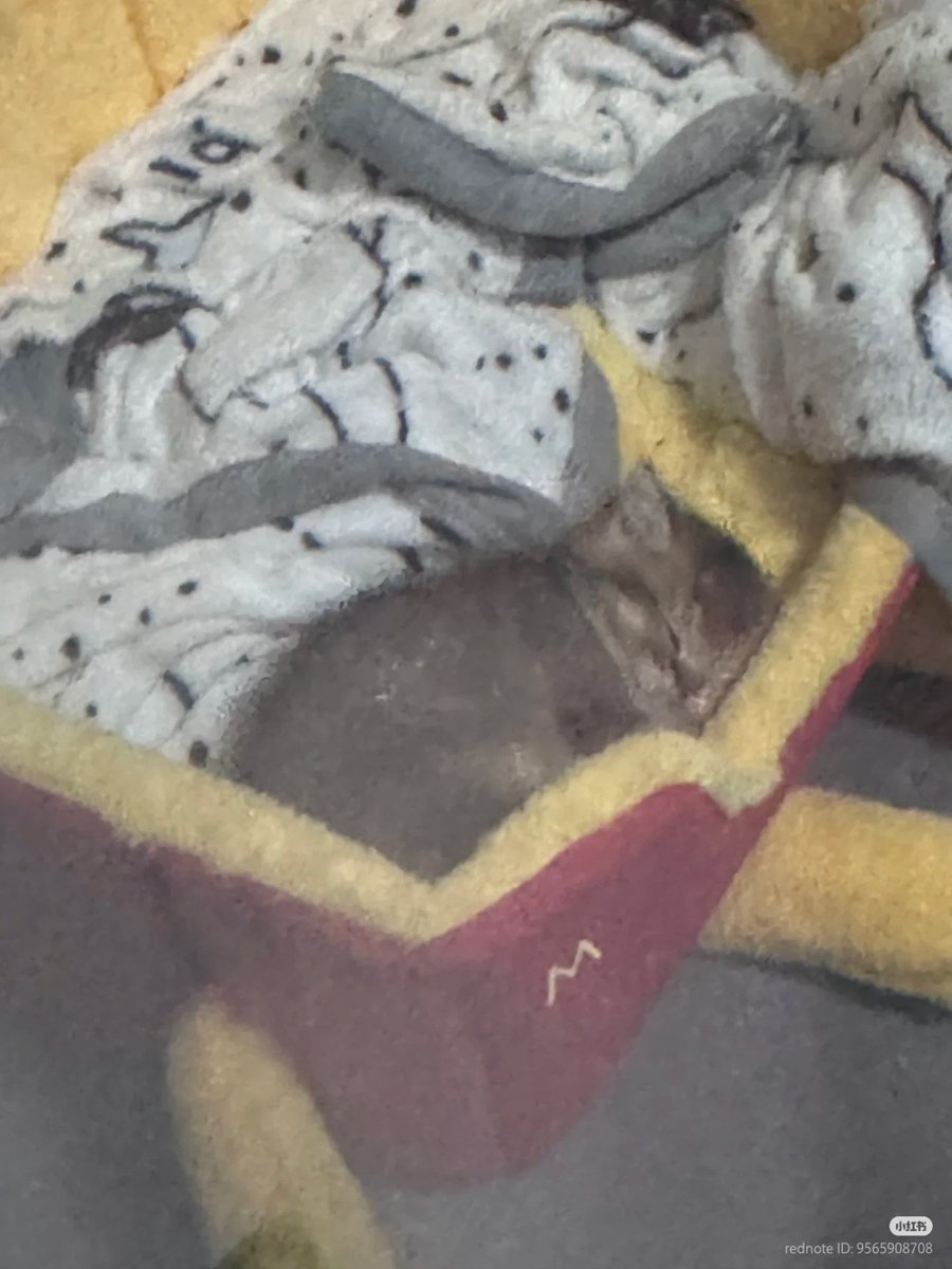 nocontextscats's tweet photo. Precious baby https://t.co/r2Nb7cDhUR