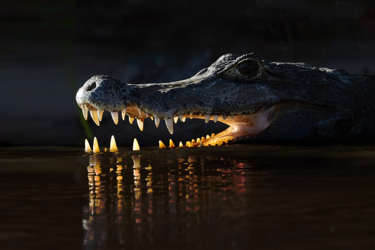 bernabephoto's tweet photo. Backlit caiman, Pantanal Wetlands of Brazil #photography https://t.co/M2dzlAq6rK