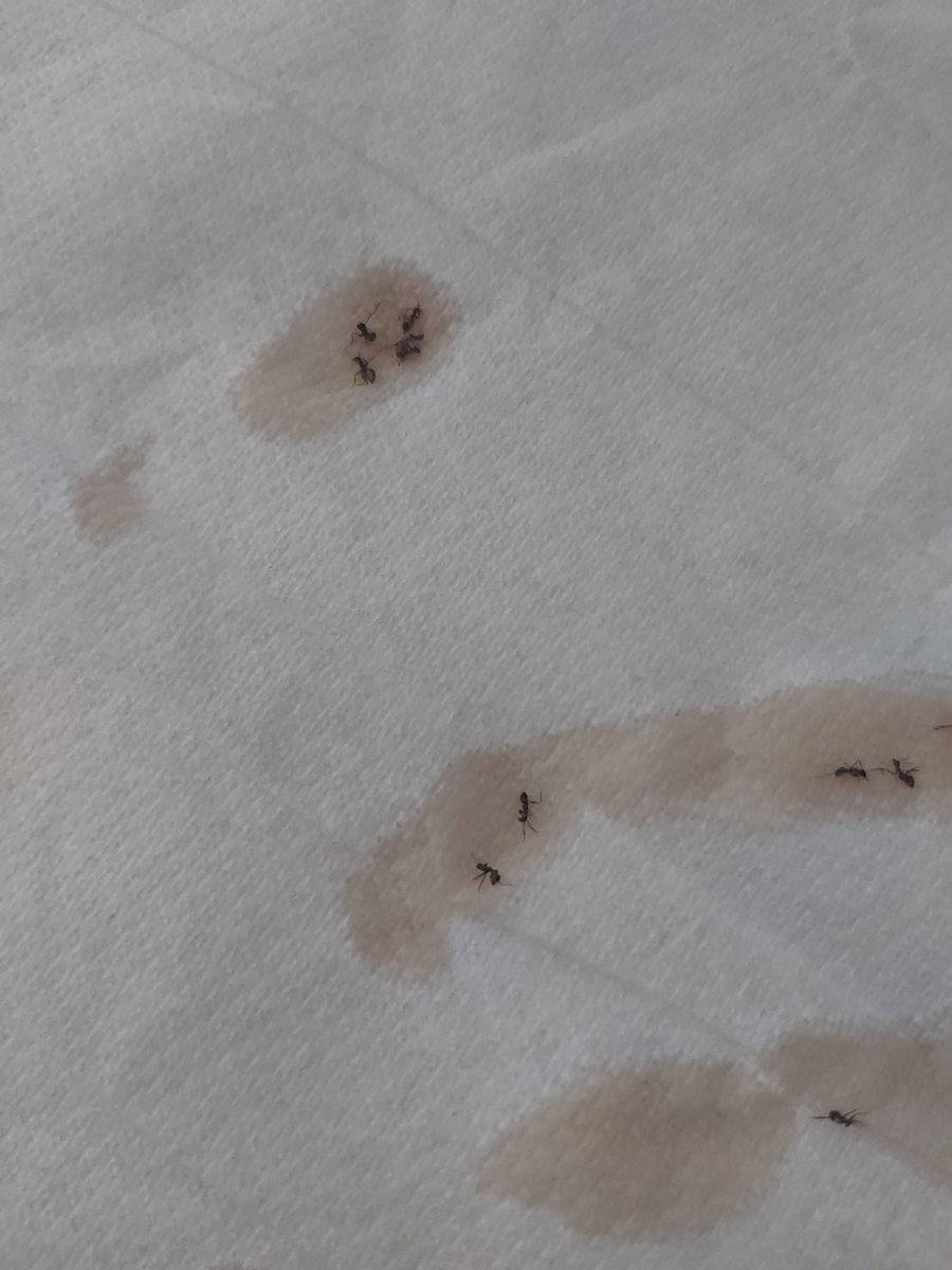 Anamaria15co's tweet photo. @fatima_morillas Mi cuñada la semana pasada también fue bajó a por un café y sorpresa… En información se negaron a aceptar la queja ni a avisar del suceso. https://t.co/cKw0CCtOPP