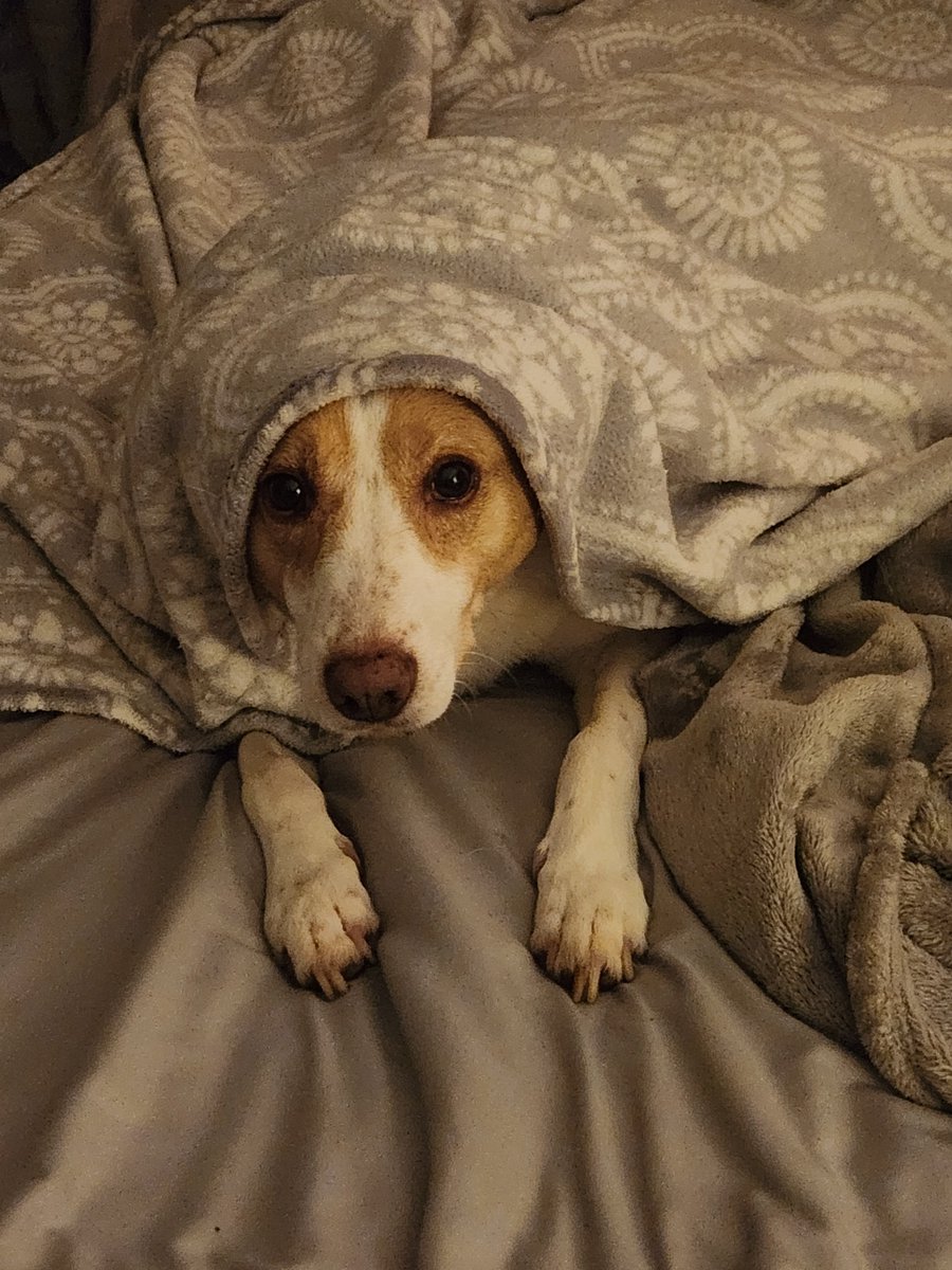 loneknight5's tweet photo. @DeadCaitBounce Just spent the last five hours with one of my babies as she slowly crossed the rainbow bridge. No pain just love and snuggles until the end. https://t.co/2zS7y0aMZM
